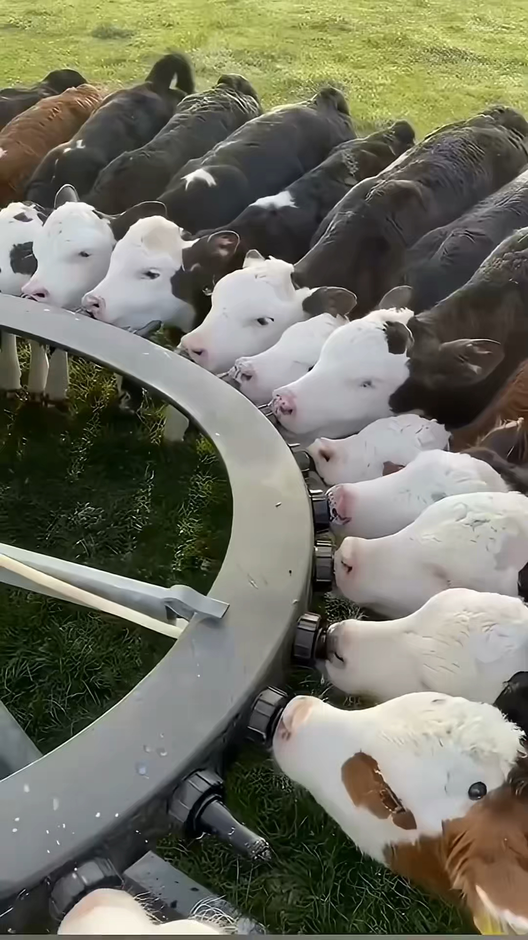 和牛那么贵为什么有些和牛汉堡那么便宜