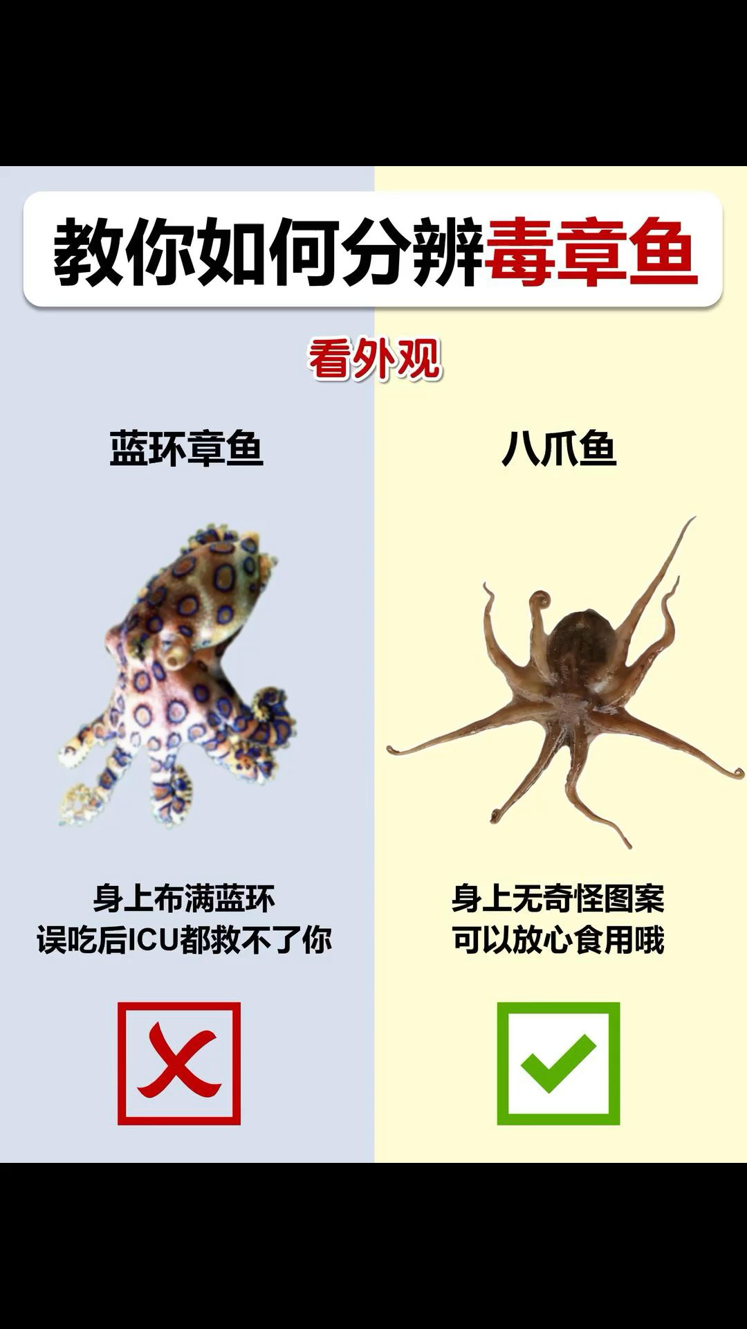 小知识 分辨毒章鱼