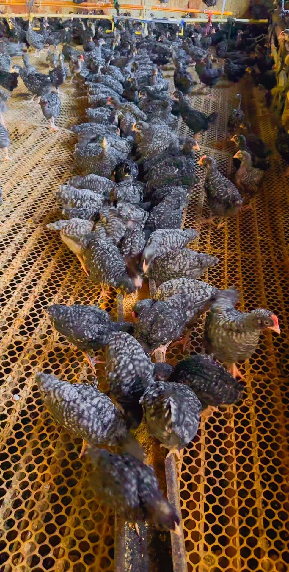 我在农村养殖芦花鸡,你在哪?