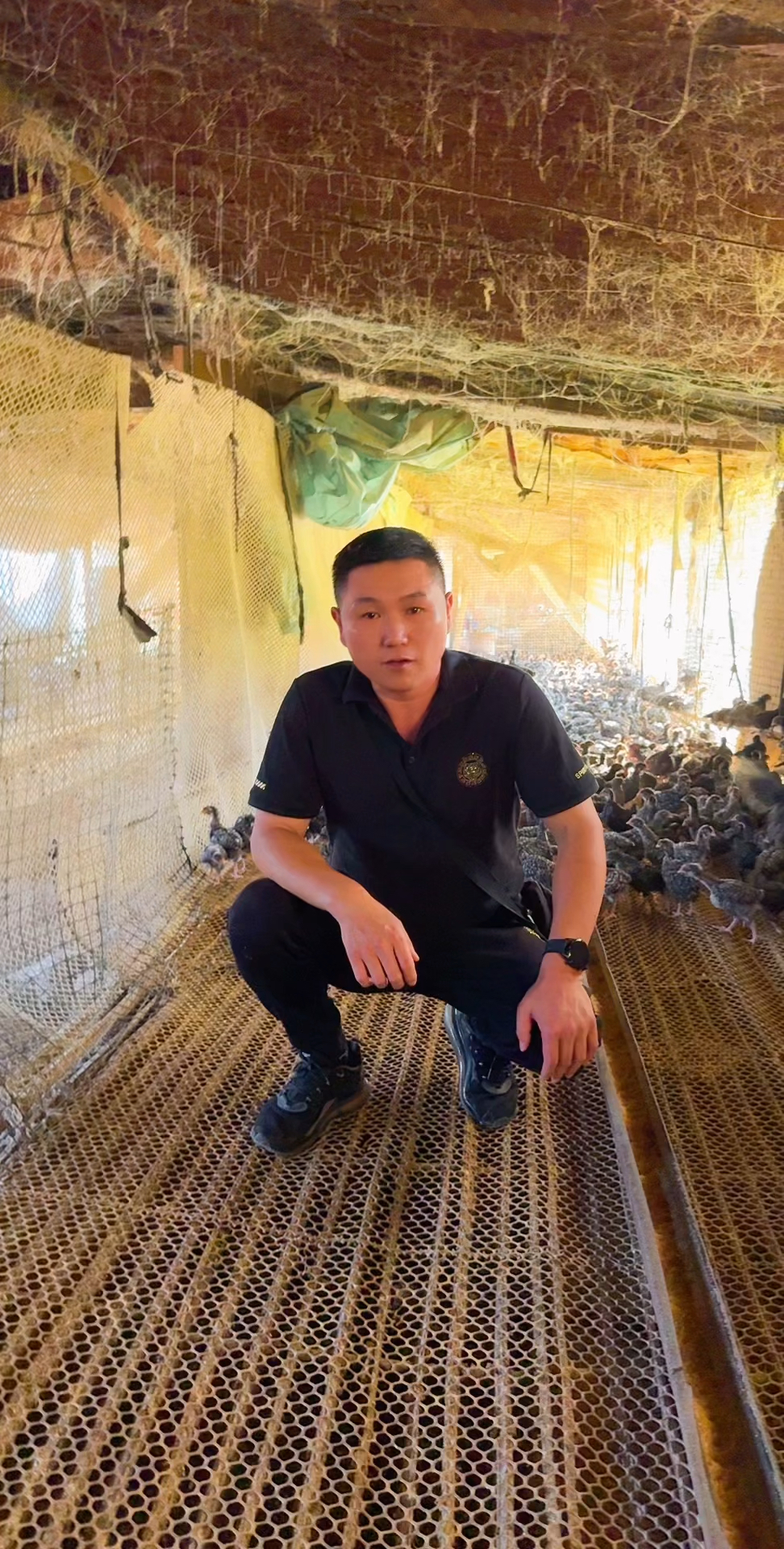 给大家看看我的芦花鸡苗吧