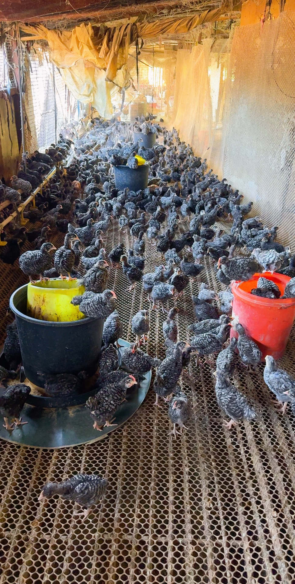 我的芦花鸡苗！！