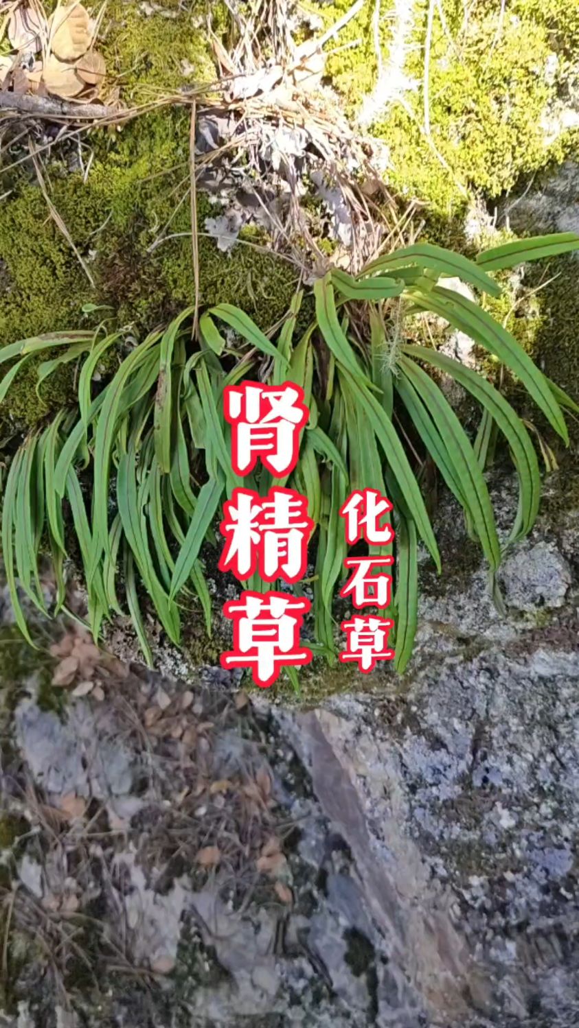 化石草长这样,它又名肾精茶