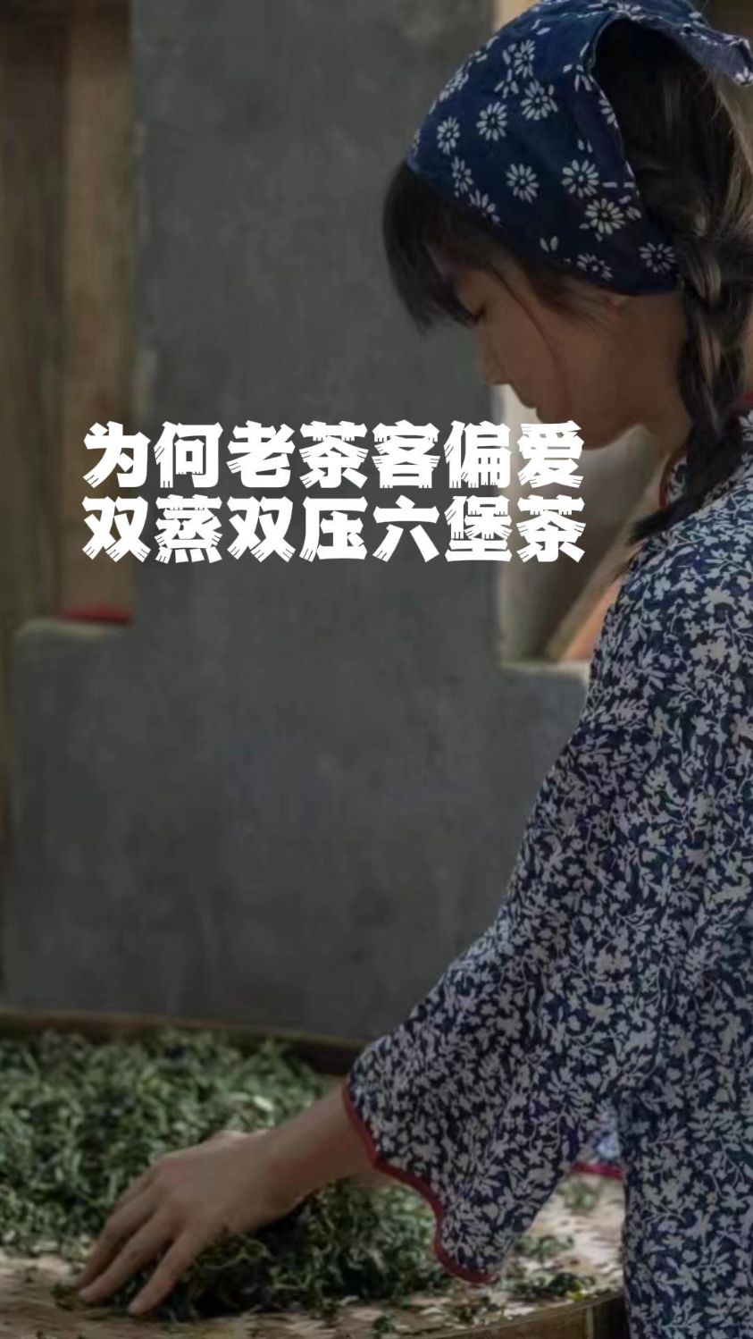 为何老茶客偏爱双蒸双压六堡茶？