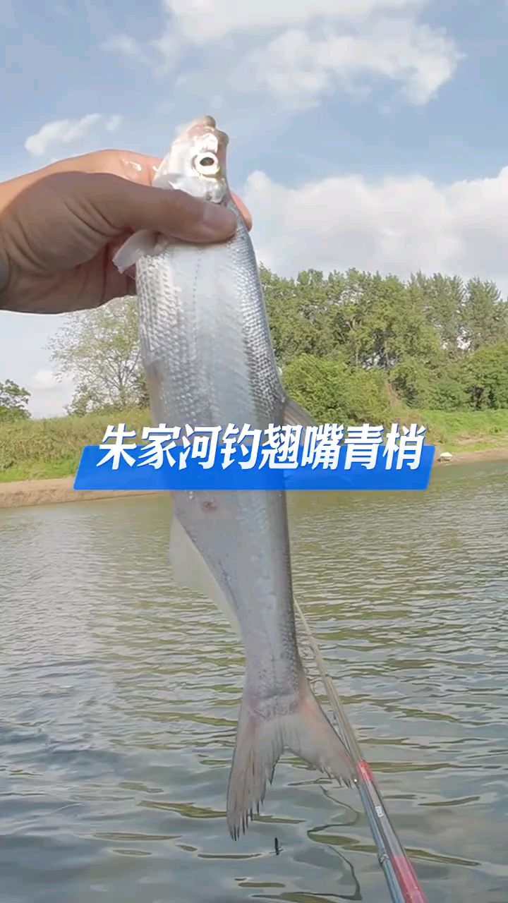 艳阳高照也挡不住钓鱼的热情，翘嘴青稍上不断