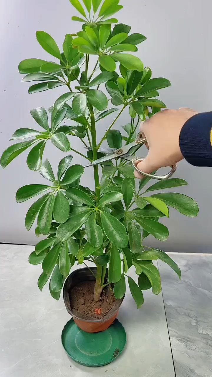鸭脚木修剪养护分享