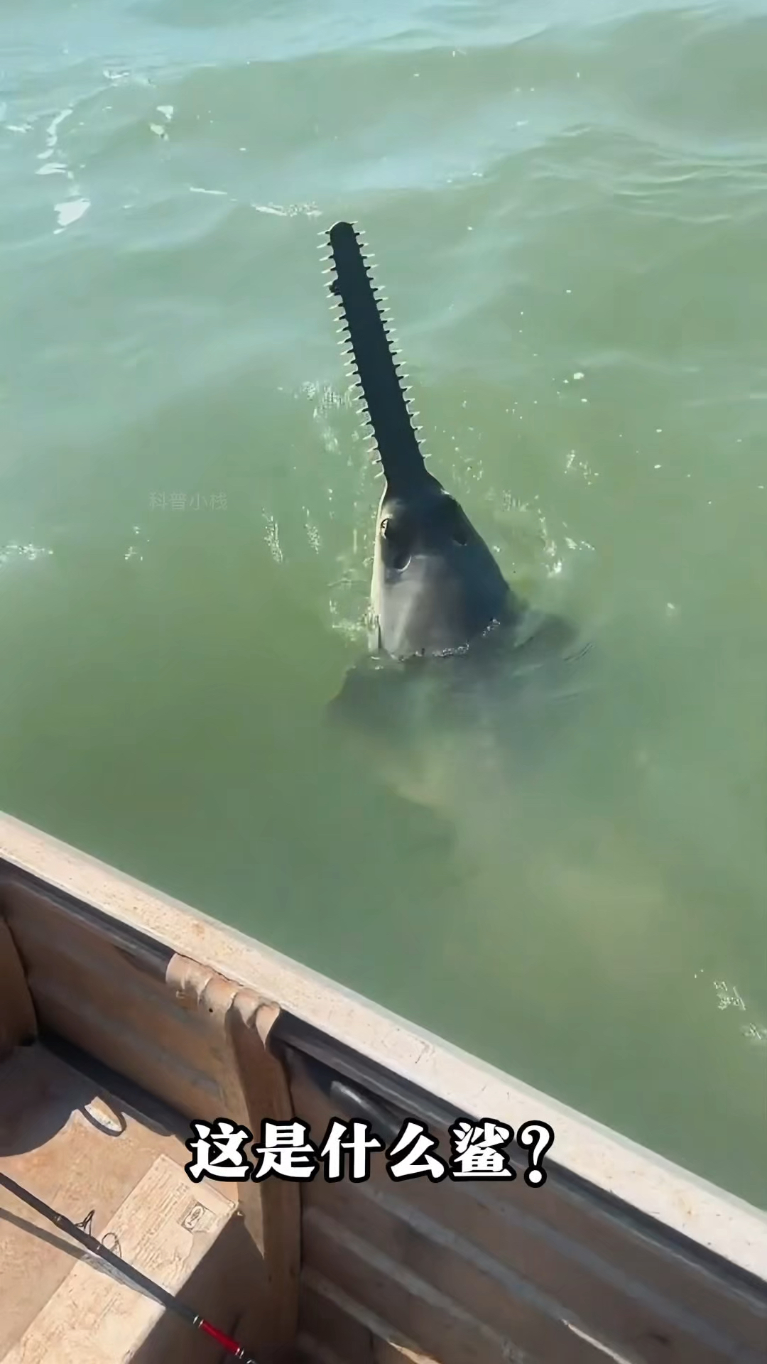 分享科普15种鲨鱼,谁才是海洋霸主?