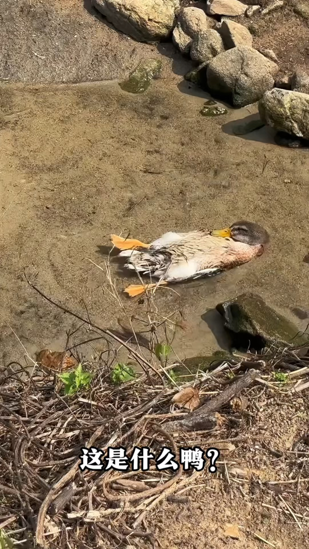 分享科普21种不同品种的鸭子，你见过几种？