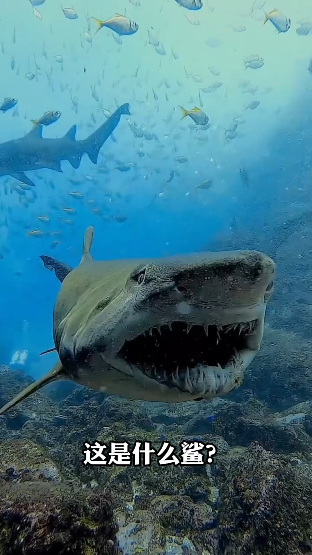 分享科普13种不同的鲨鱼,你认识哪种?