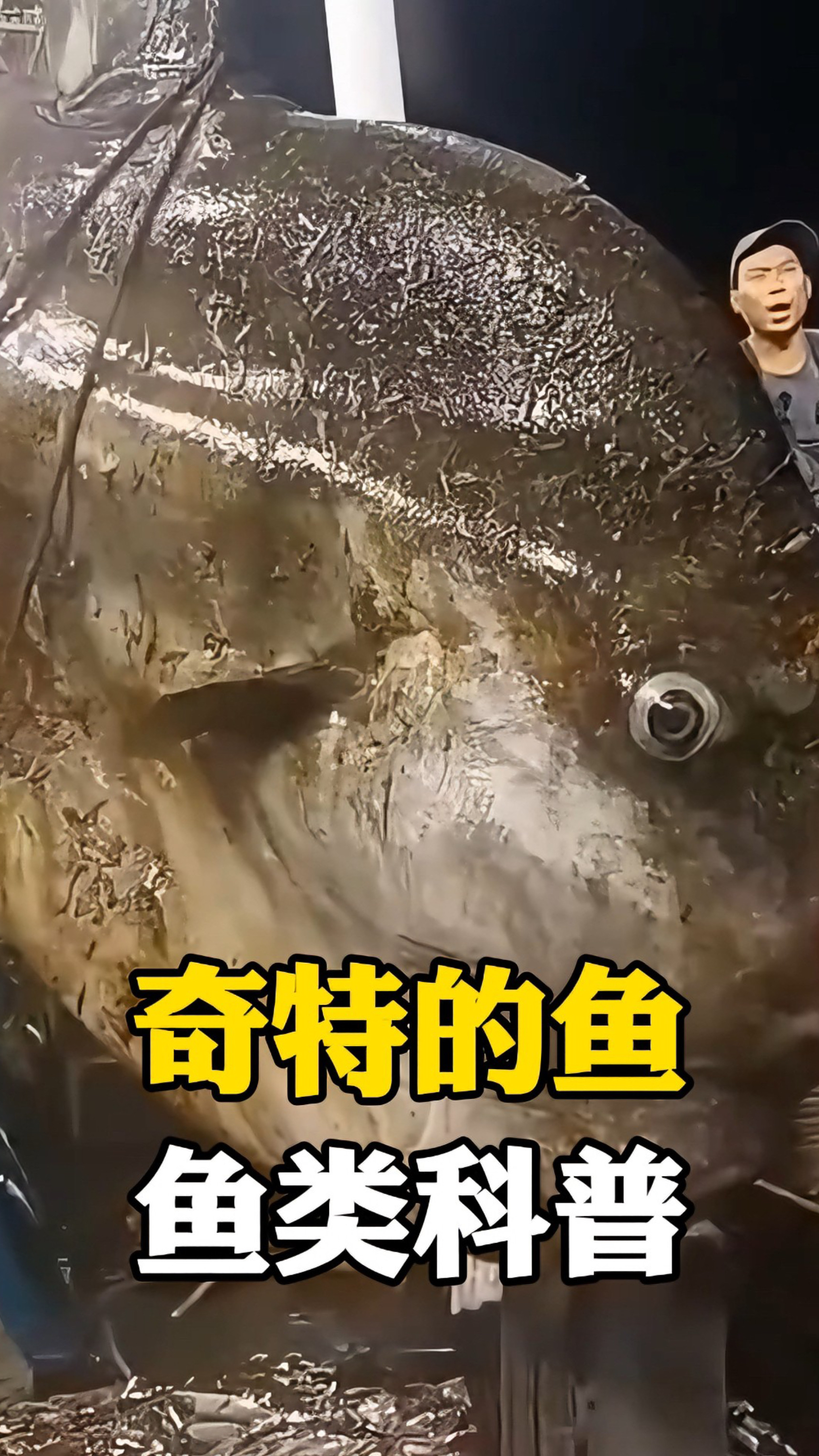 这些奇特的鱼你都认识吗？有些鱼是千万不能吃的！