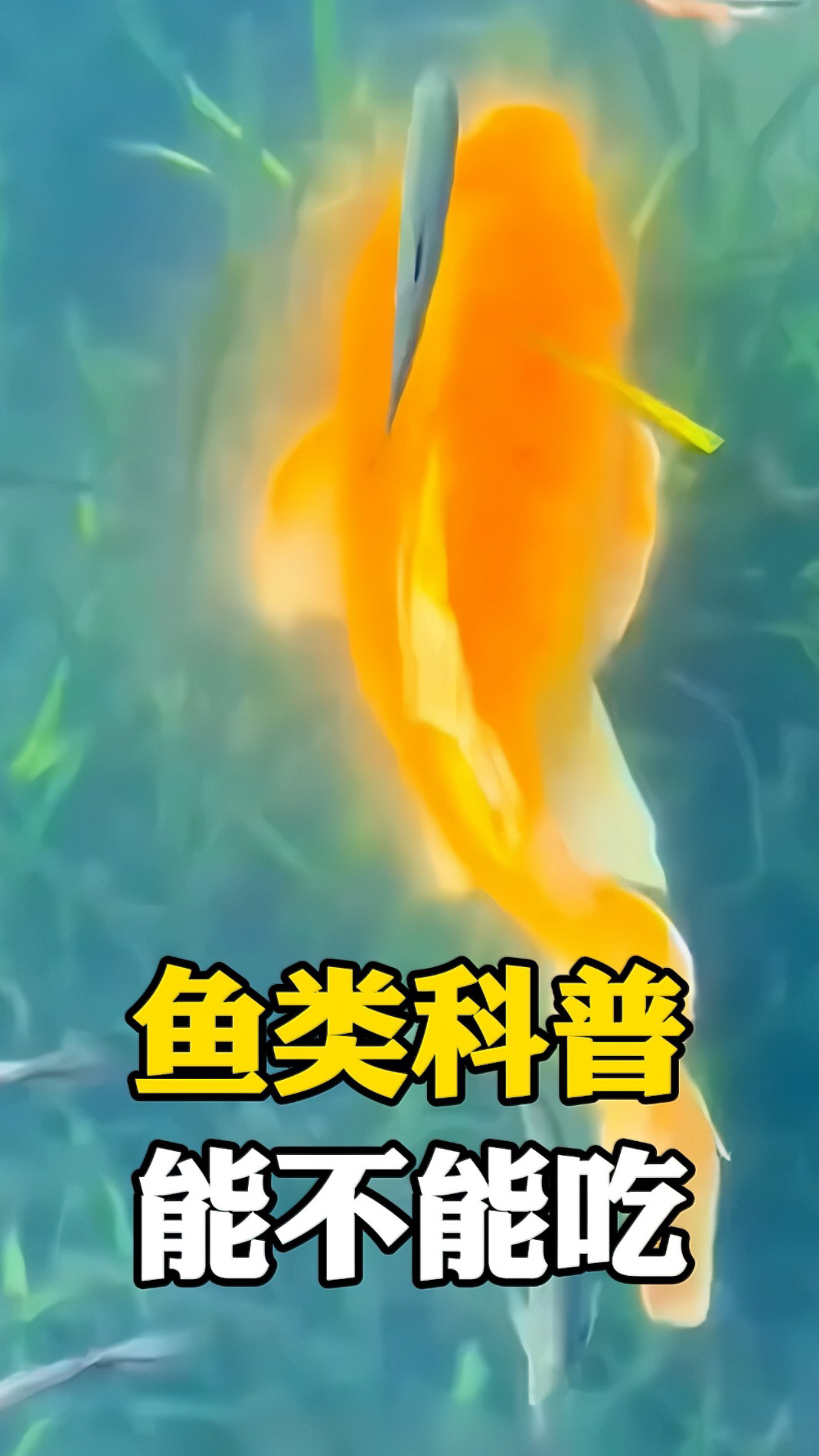 分享各种鱼,有些鱼千万别乱吃!