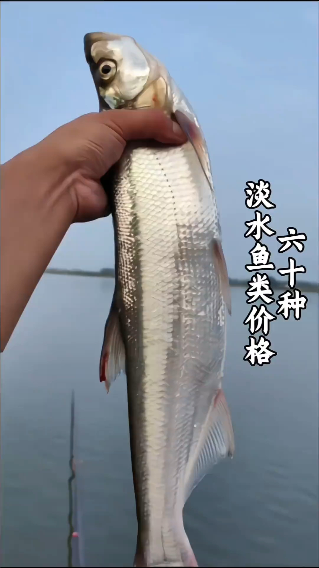 科普分享60种淡水鱼类以及价格，你都吃过哪几种#鱼#淡水鱼