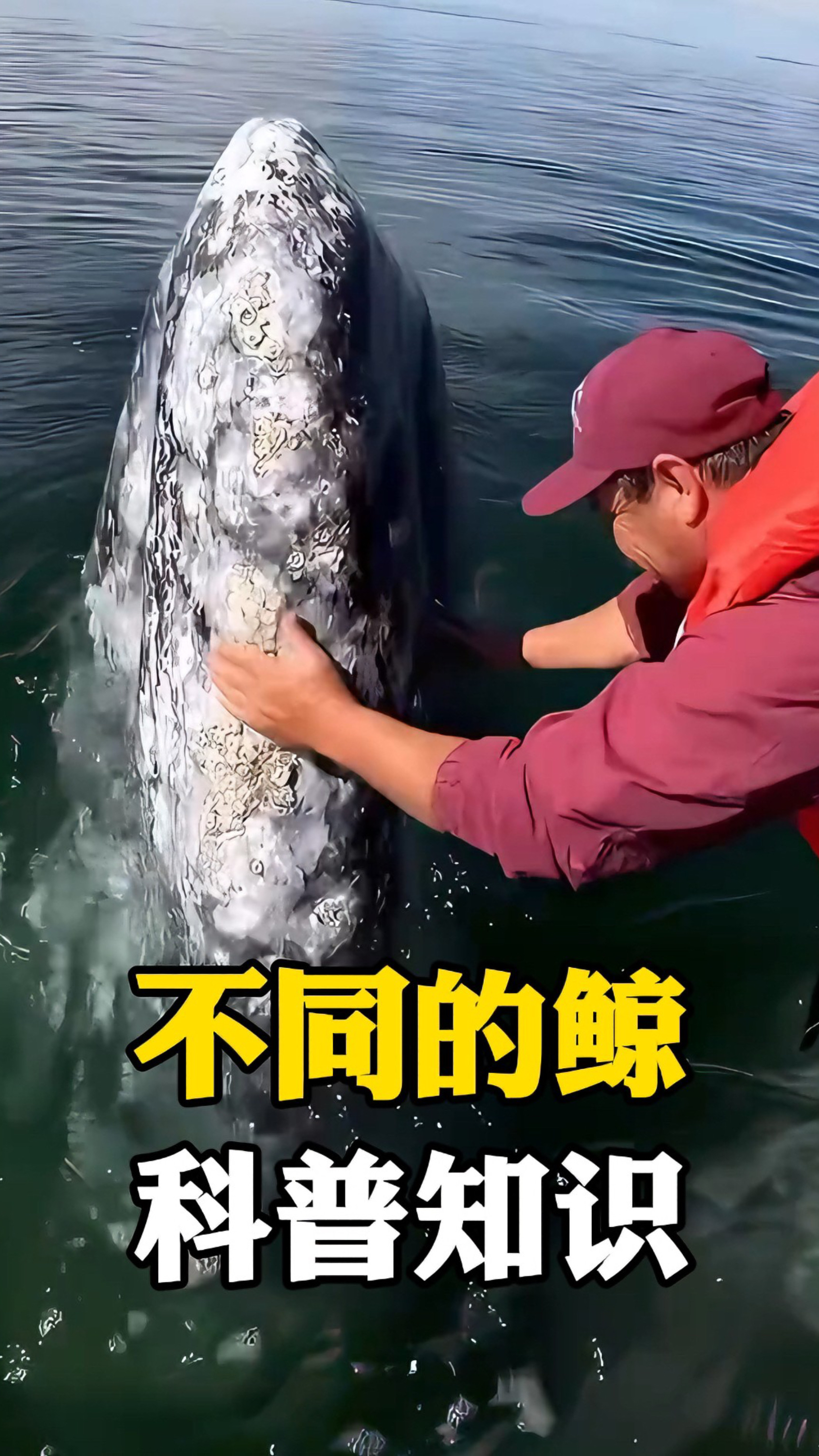 带你认识 10种不同的鲸鱼 #鲸鱼 #保护动物 #涨见识