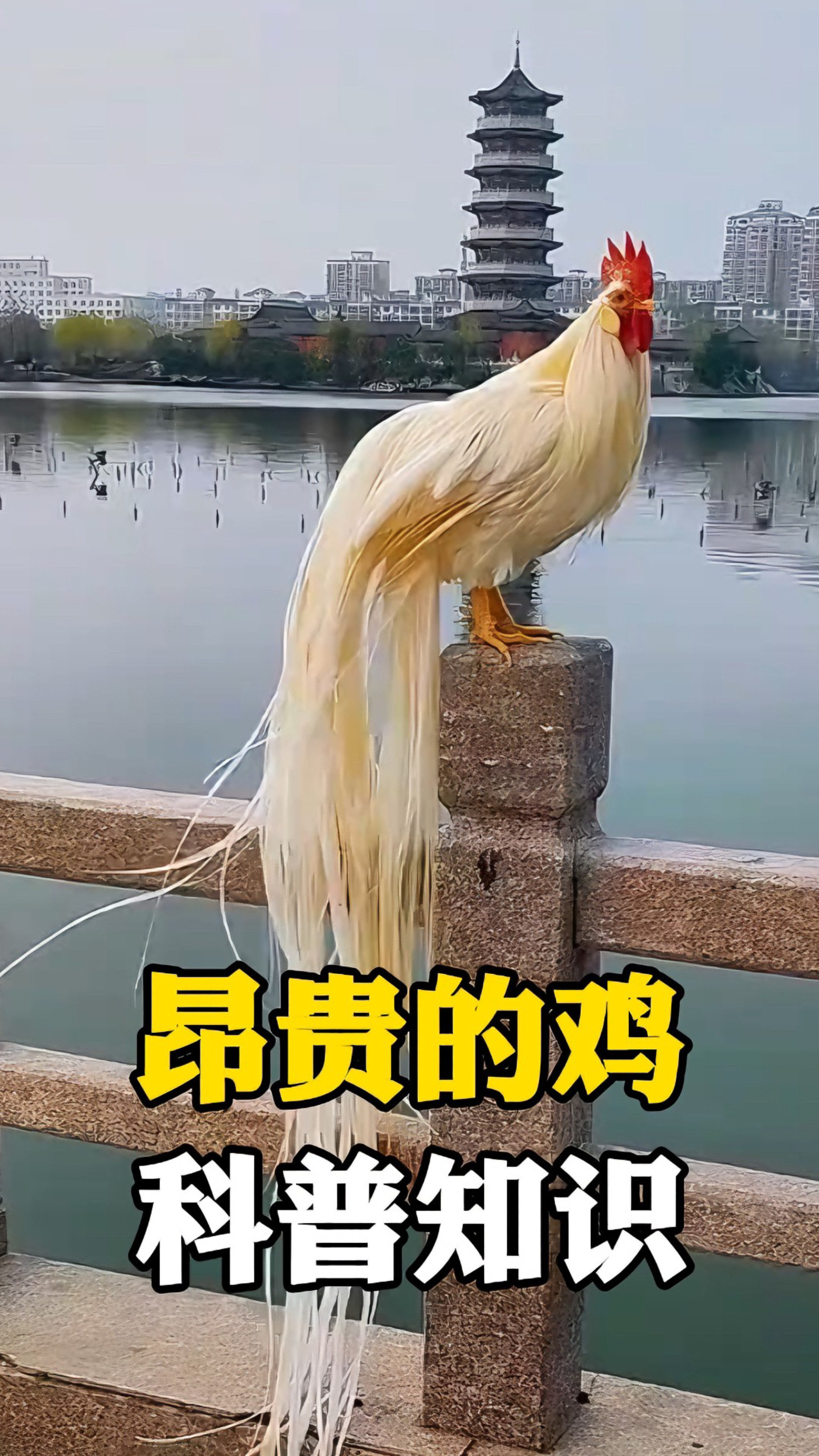 带你认识各种珍禽 #科普#每天科普#涨知识#红腹锦鸡#印尼金属鸡