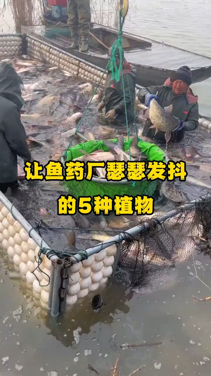 让鱼药厂瑟瑟发抖的五种植物