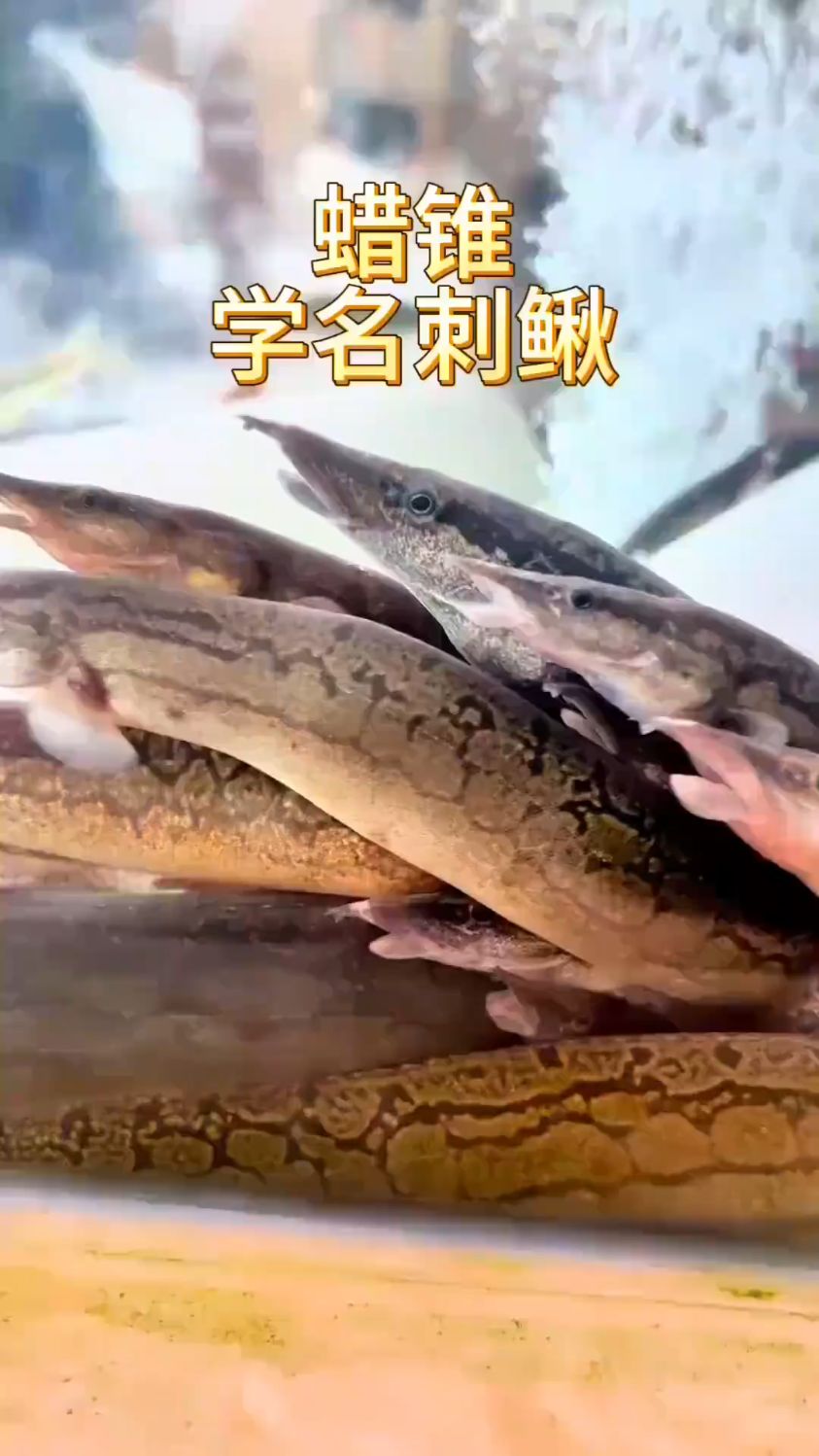 客家人叫“猪麻锯”，你们叫什么？