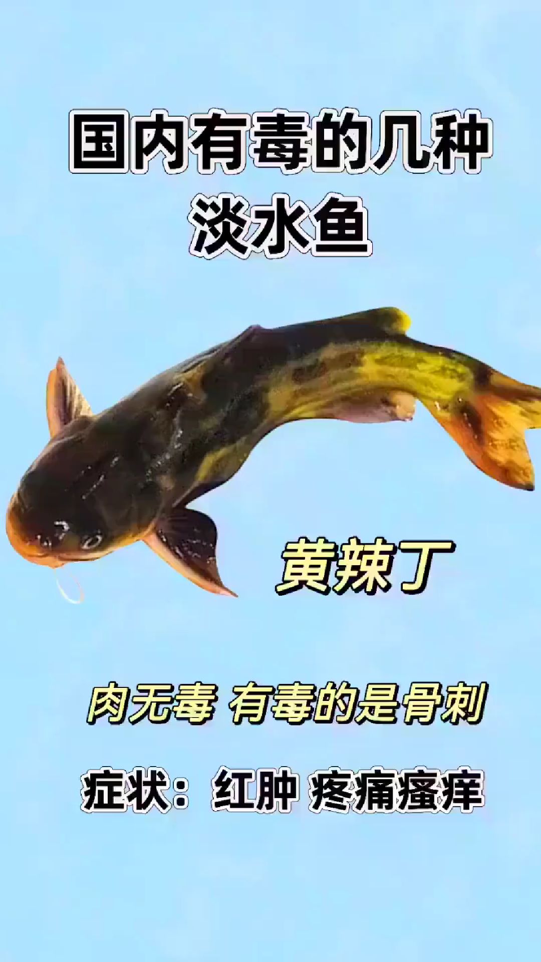 国类有毒的淡水鱼，你认识几种？