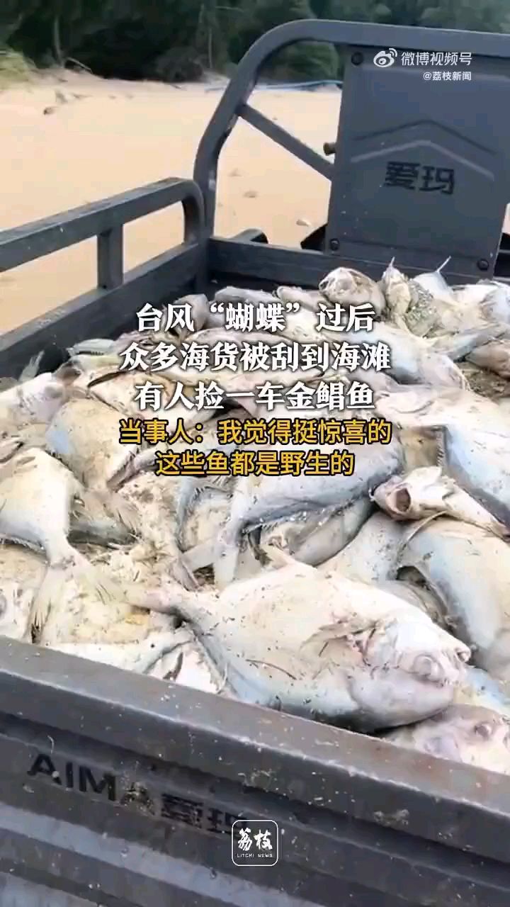 三亚一海滩遍布生蚝金鲳鱼##台风过后有人海滩捡了一车金鲳鱼#