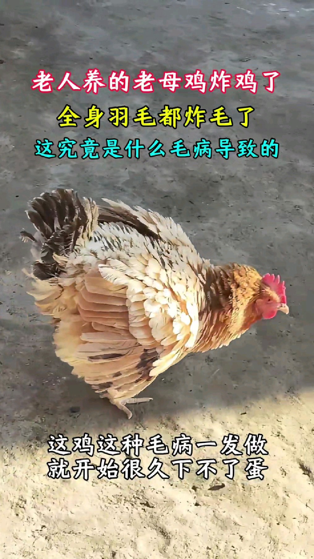 老人的老母鸡炸鸡了,全身羽毛都炸毛了,这究竟是什么毛病导致的
