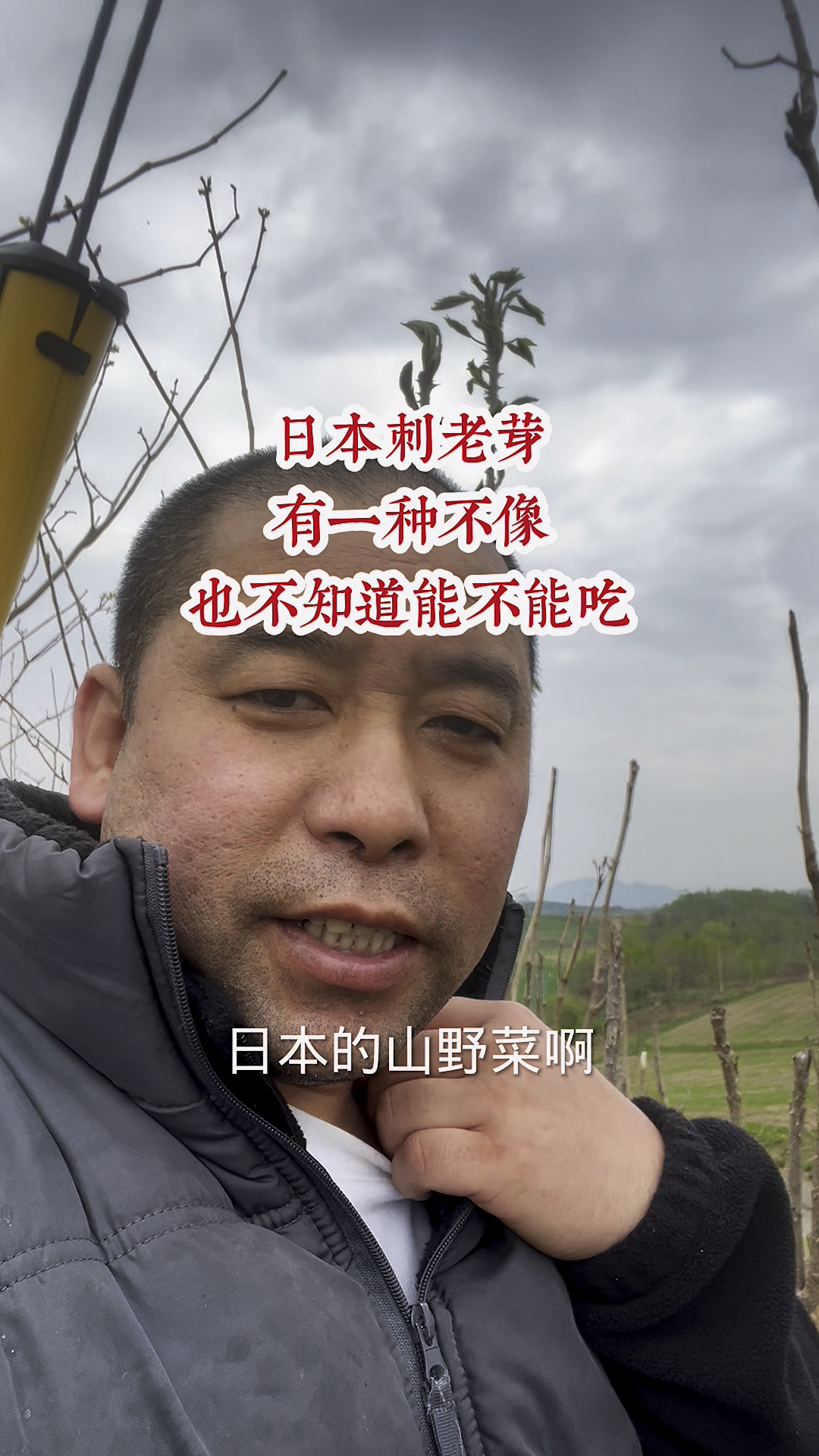 日本的山野菜刺老芽  #日本山野菜 #刺老芽 #野菜 #山野菜