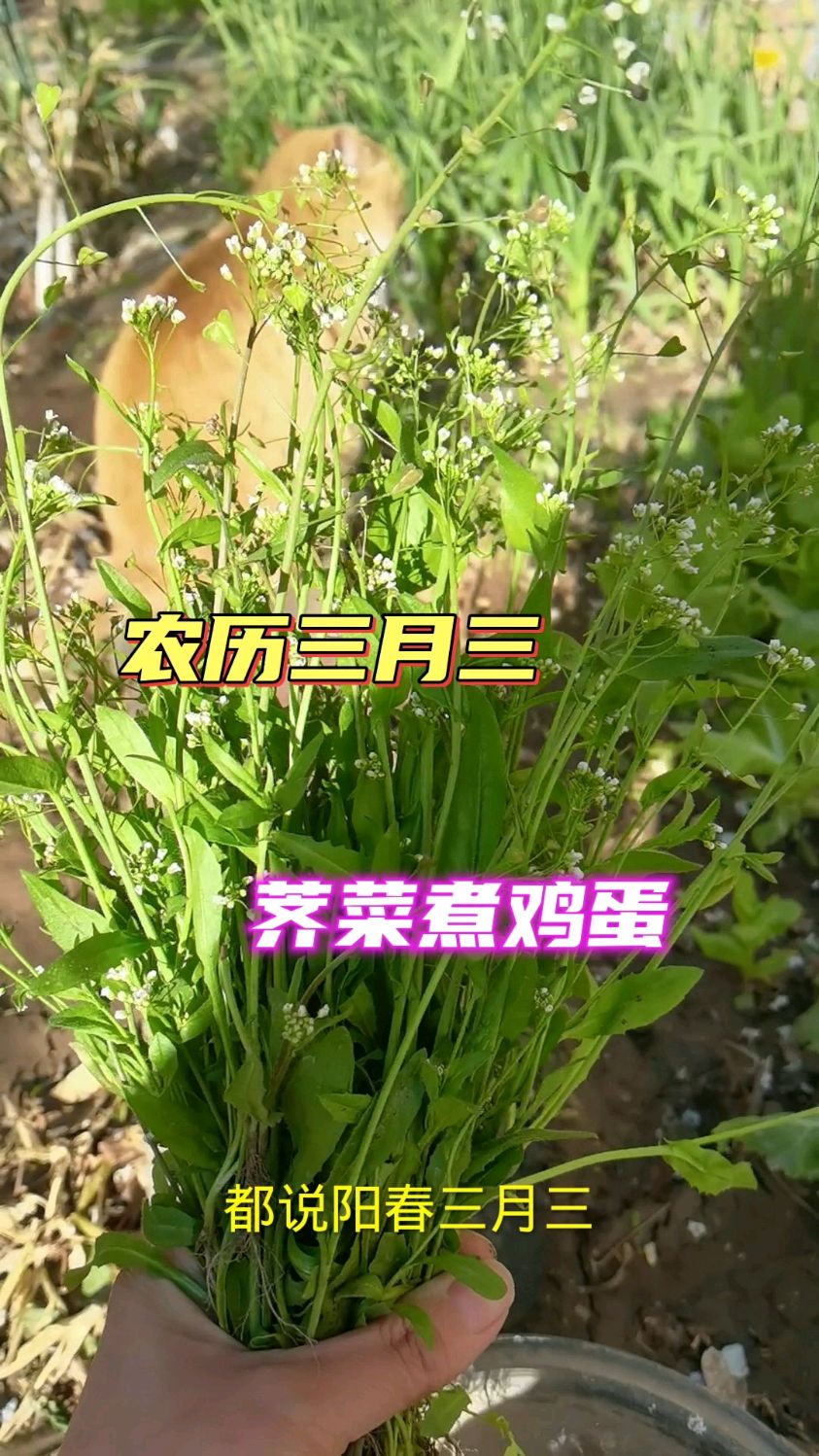 农历三月三,一定要吃地米菜荠菜煮鸡蛋!