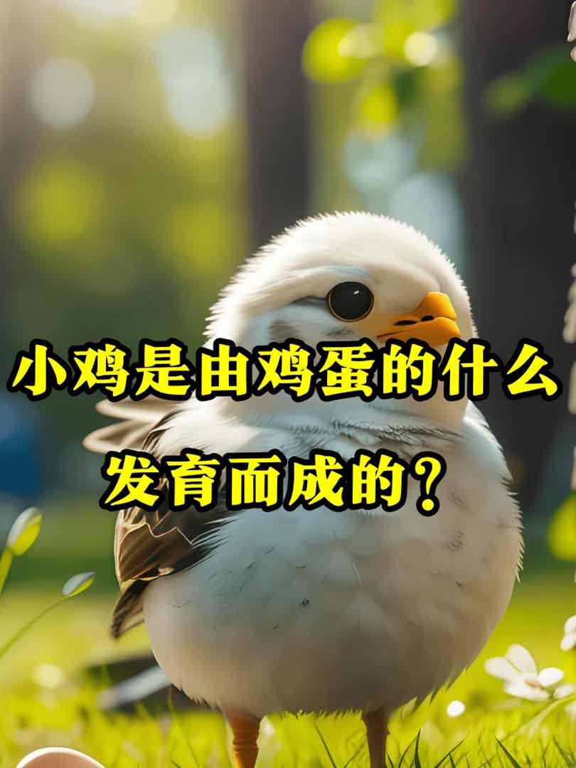 小鸡是由鸡蛋的什么发育而成的？