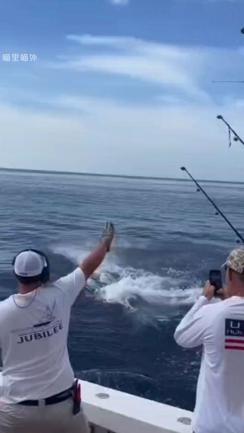 剑鱼的剑到底有多硬？ #剑鱼 #剑鱼的剑有多硬 #旗鱼扎进大腿