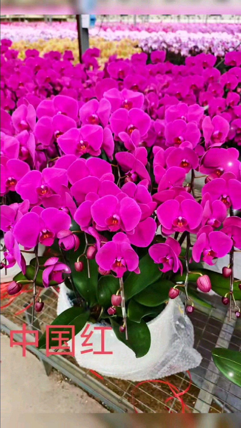 山西太原.2026.年宵花卉(蝴蝶兰)系列品种大全 #年宵花 #蝴蝶兰