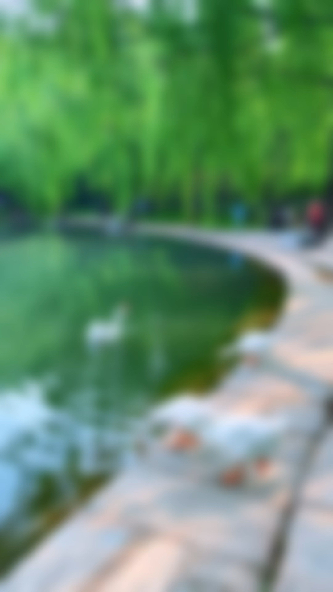 海淀公园中的大鹅，在陆地上玩够了，向湖中游去，好可爱呀。