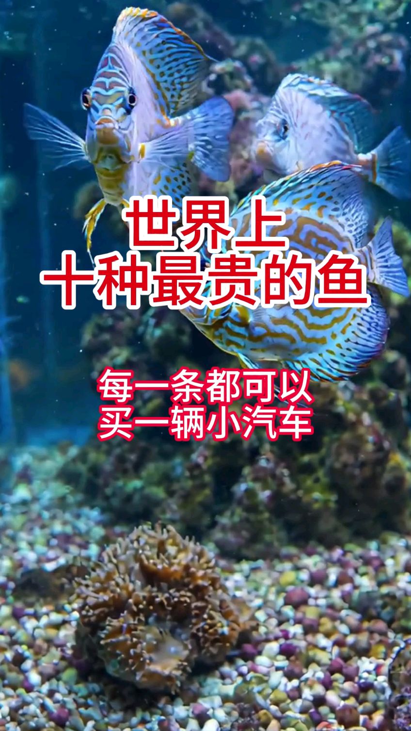 世界上十种非常贵的鱼，你认识几种呢？大型亚克力鱼缸来帮你养！