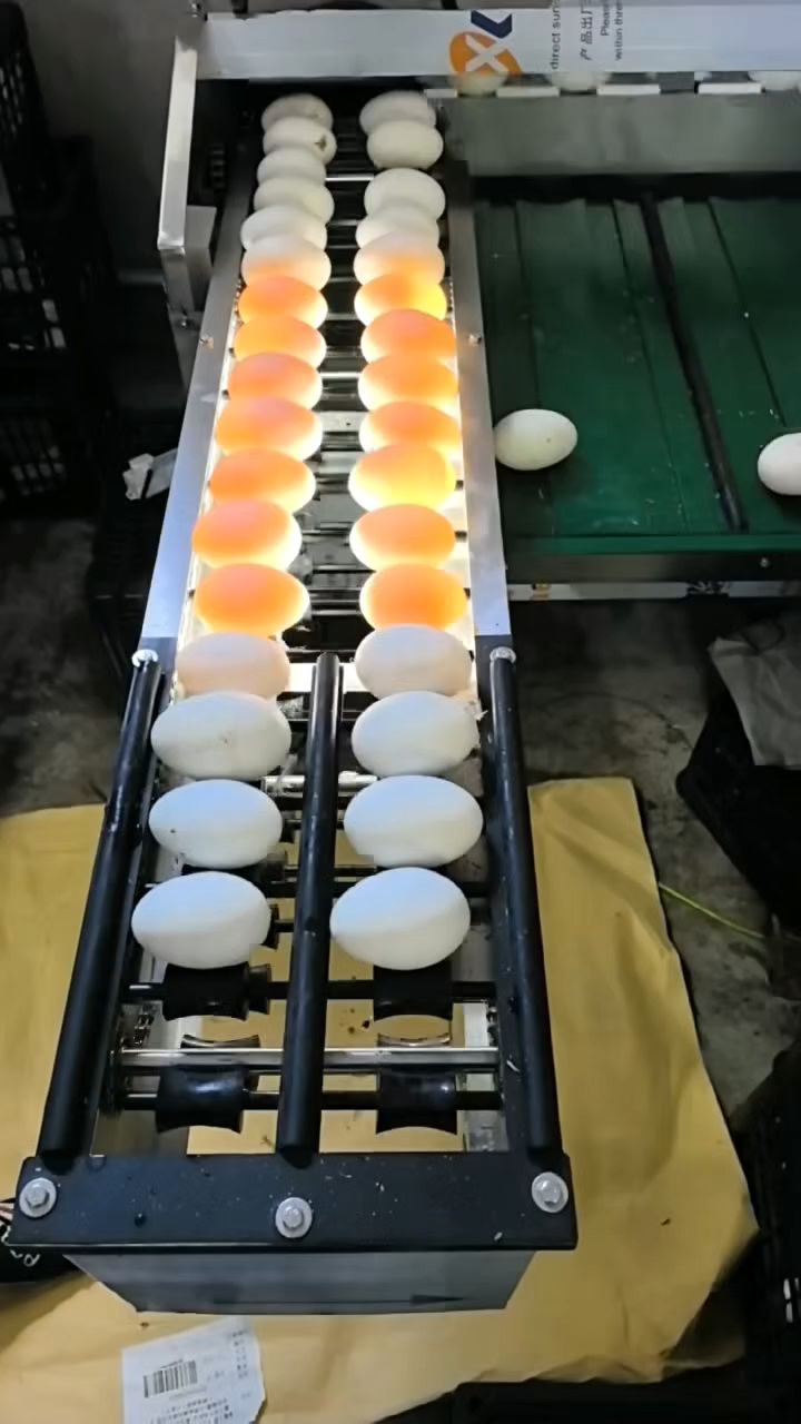 鹅蛋 双黄鸭蛋光照分拣机分大小