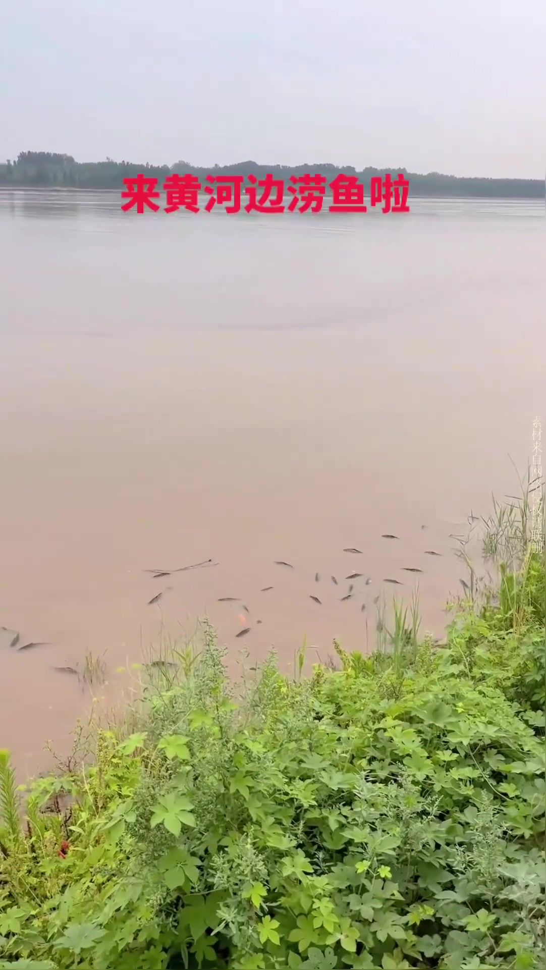 纯野生黄河大鲤鱼