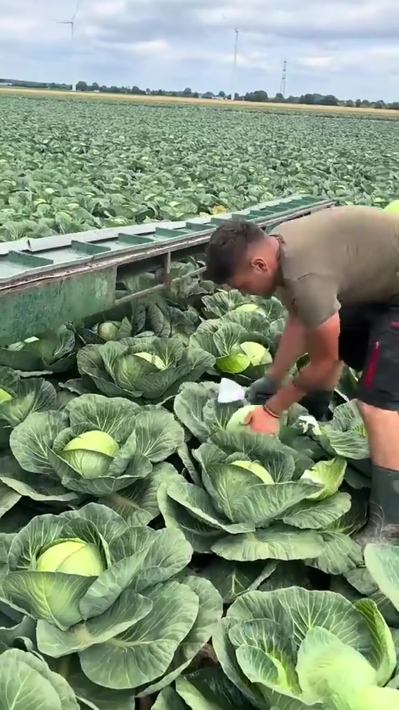原来外国的包菜和中国的包菜长的一样!