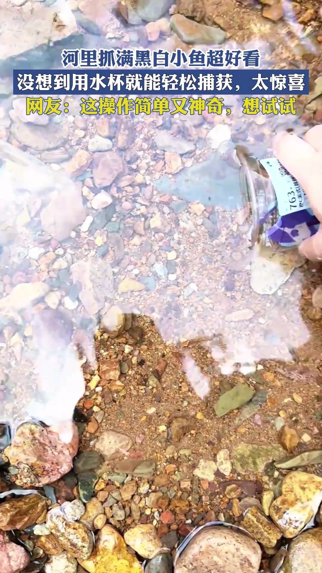 河里抓满黑白小鱼超好看,没想到用水杯就能轻松捕获,太惊喜!