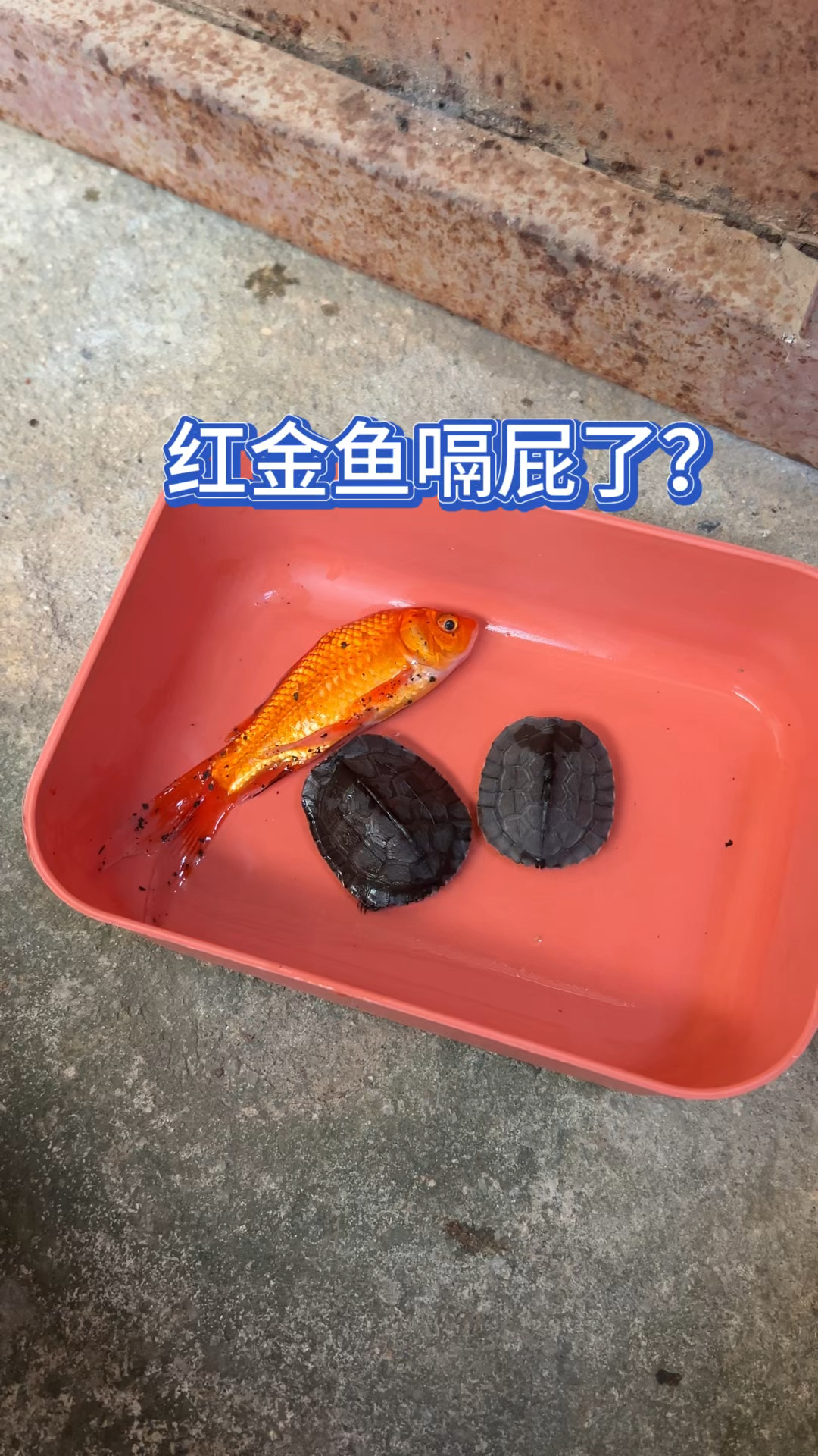 红金鱼嗝屁了???