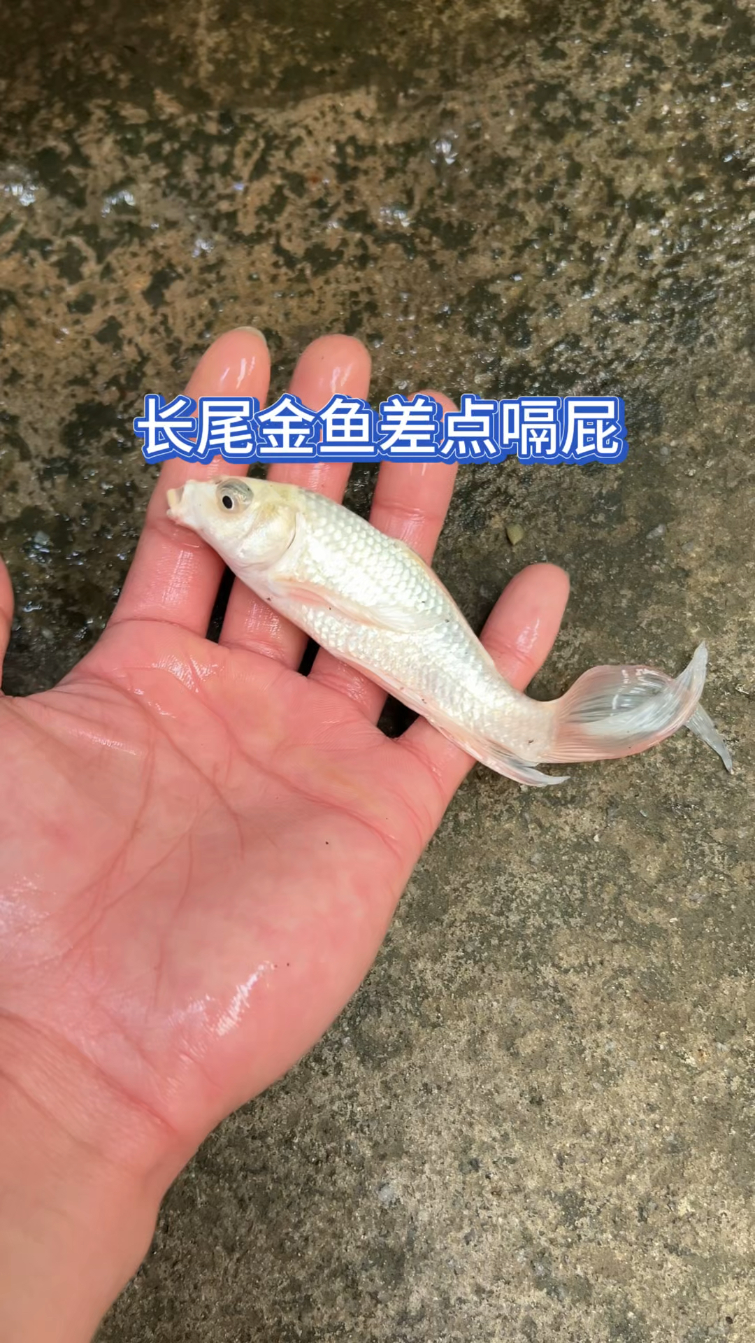 长尾金鱼差点嗝屁?