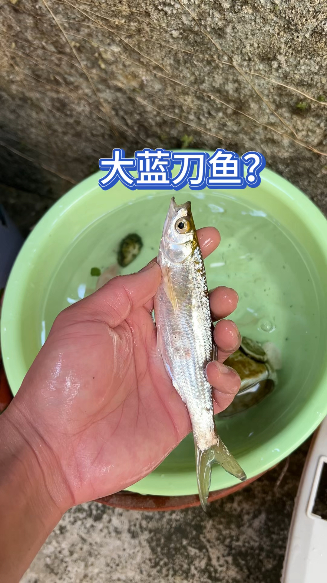 超大蓝刀鱼????