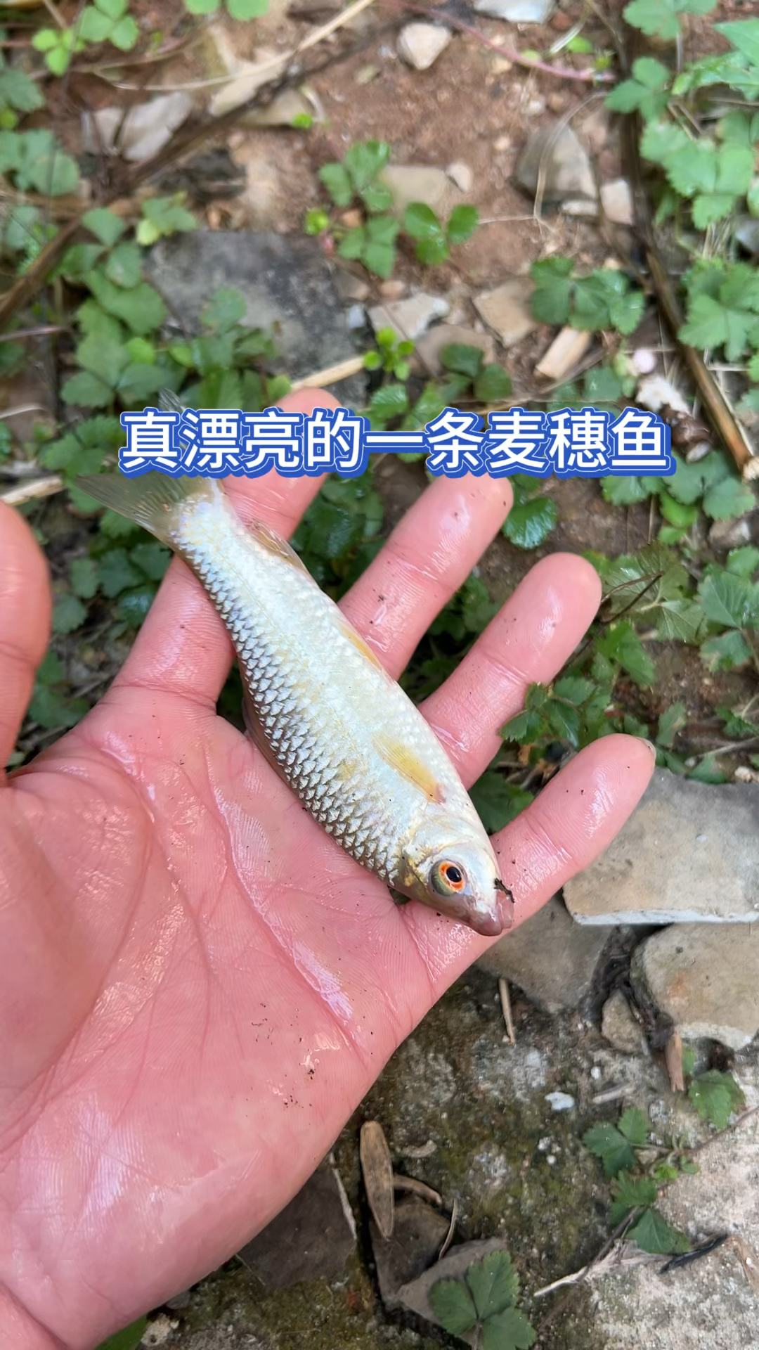 户外抓到一条大麦穗鱼