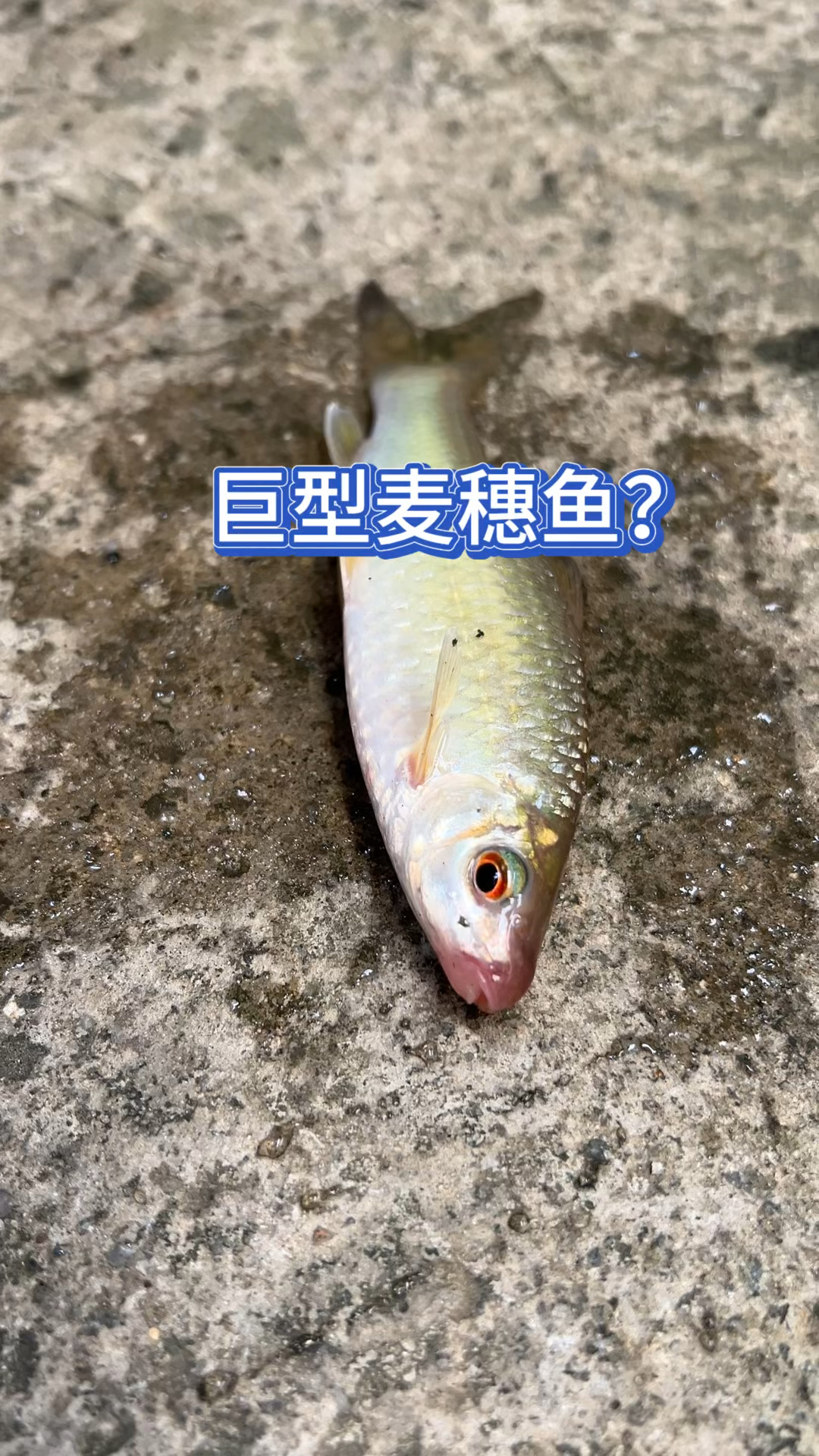 巨型麦穗鱼???