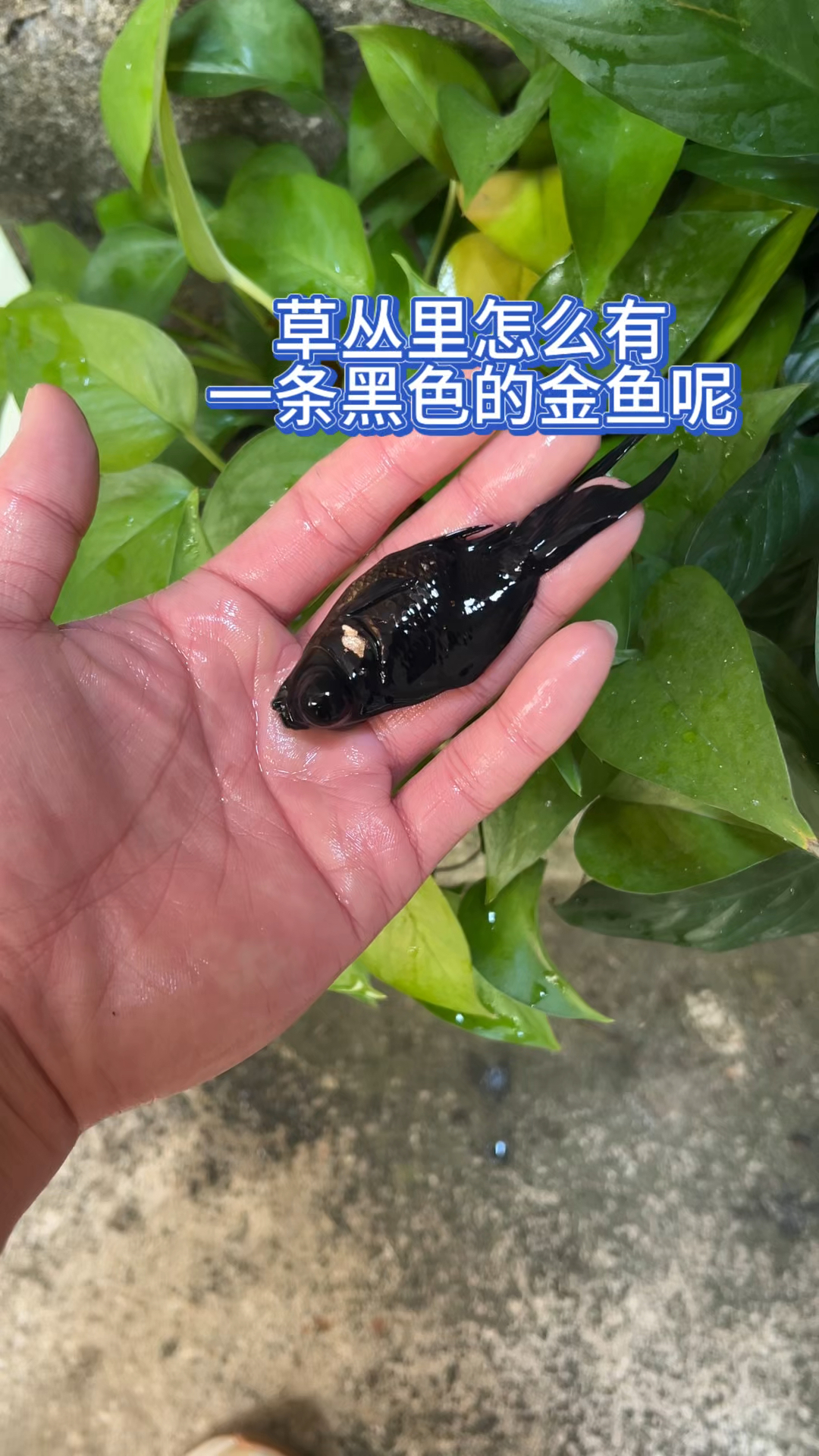 草丛里怎么有一条黑色的金鱼呢?