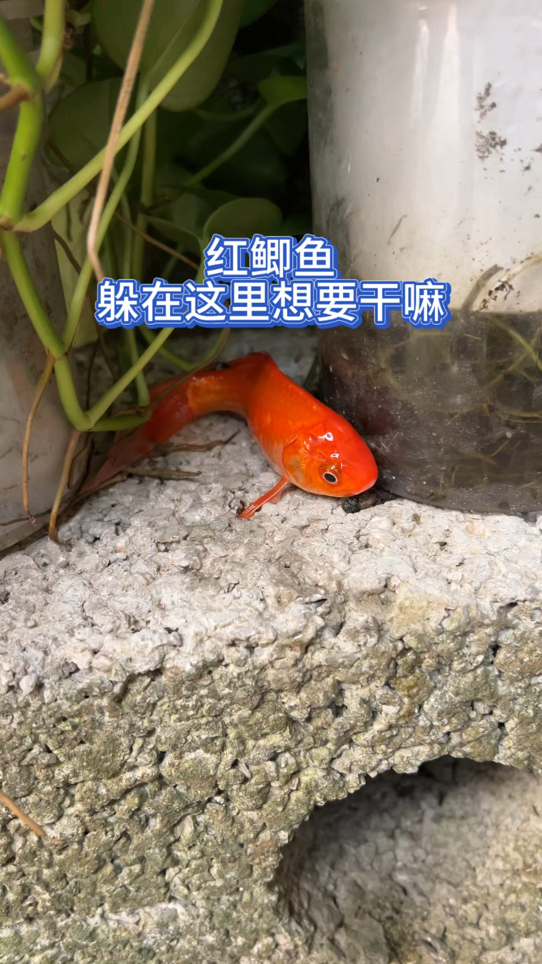 红鲫鱼躲在这里干嘛?