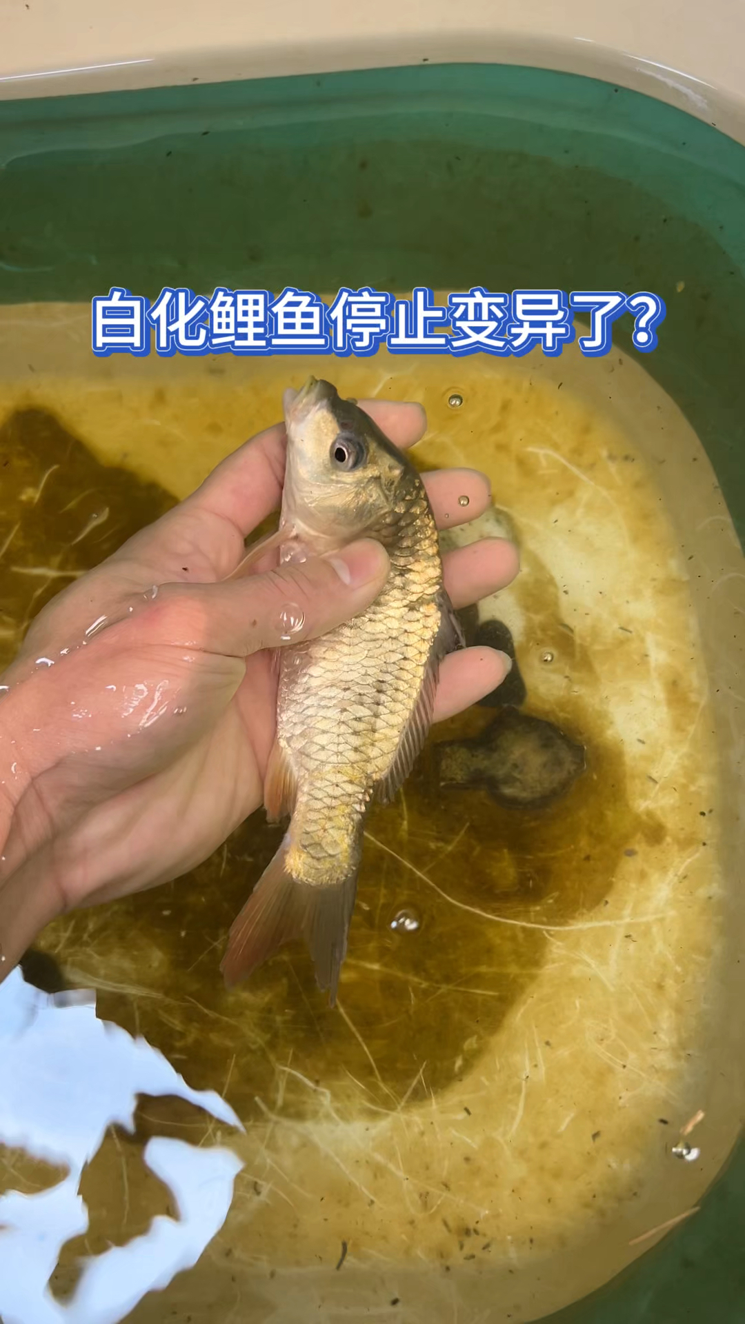 白化鲤鱼停止变异了?