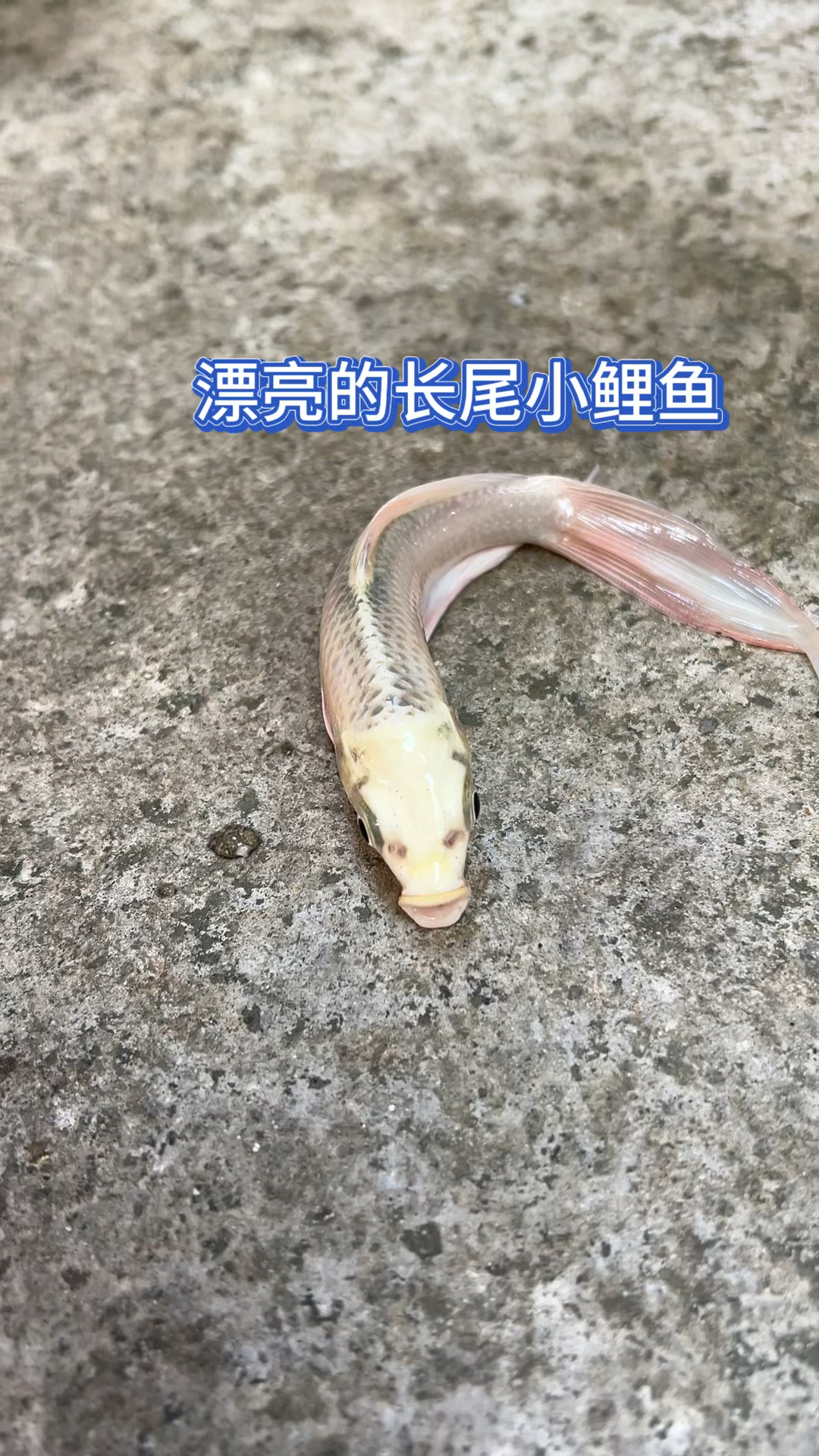 漂亮的长尾小金鱼?