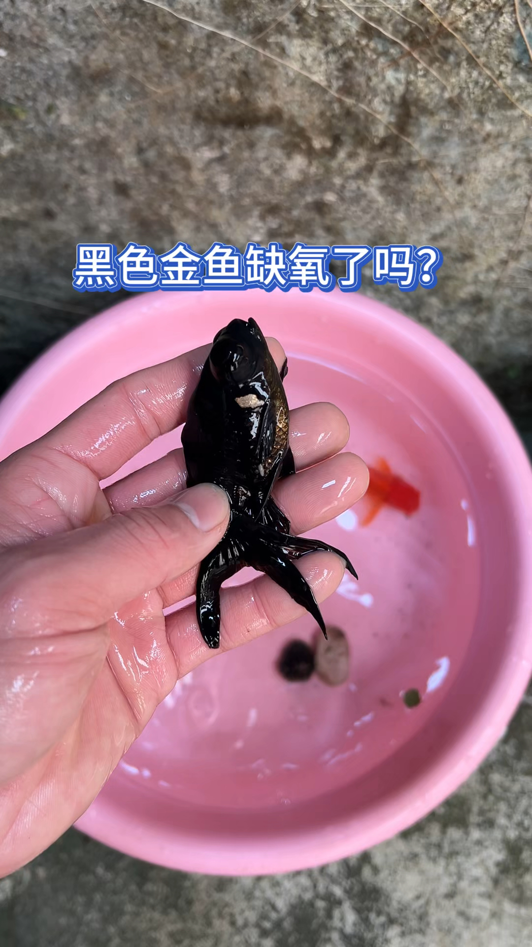 黑色金鱼缺氧了吗?
