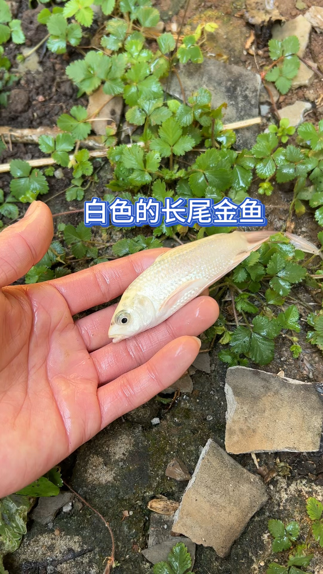 白色的长尾金鱼?