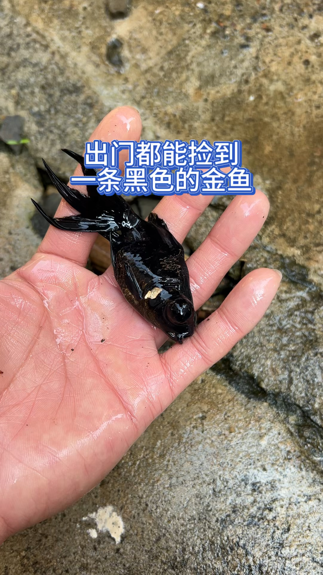 出门能捡到一条黑色的金鱼