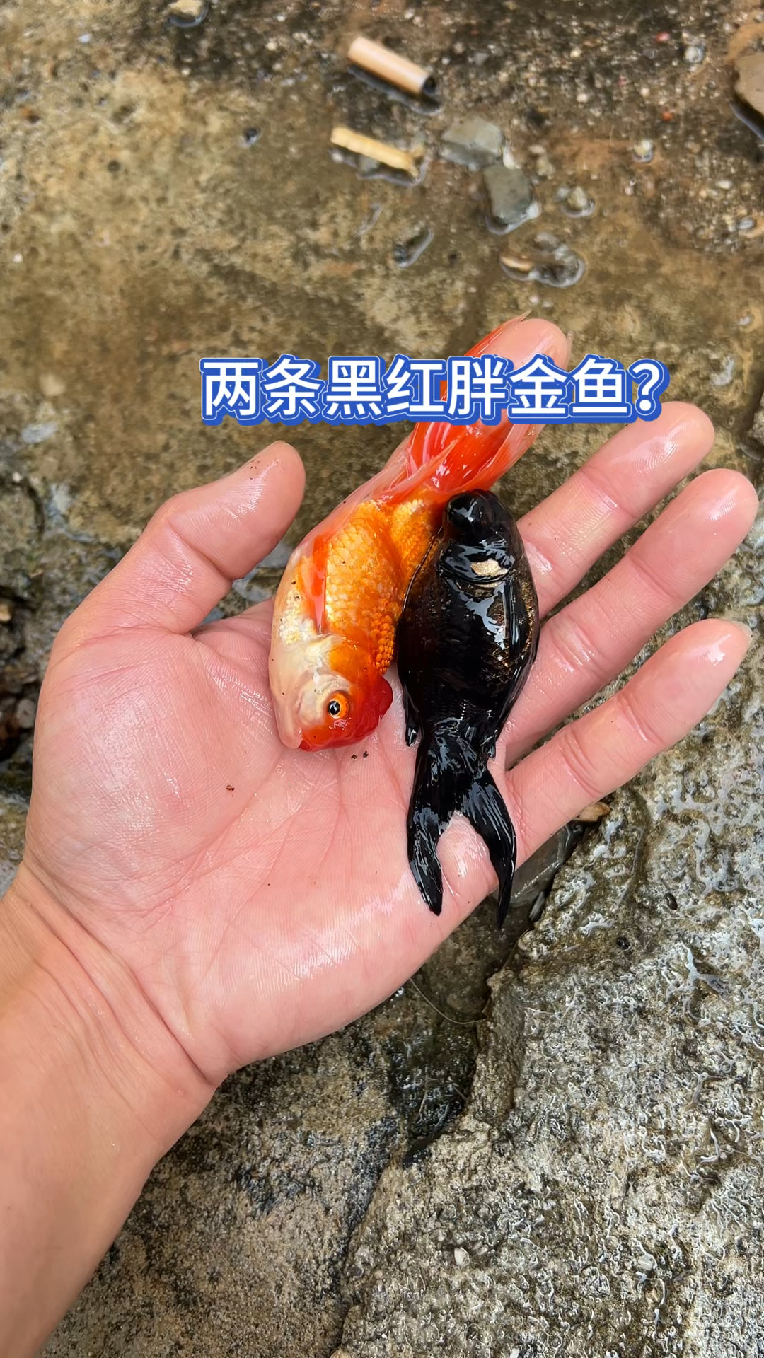 两条黑红胖金鱼?