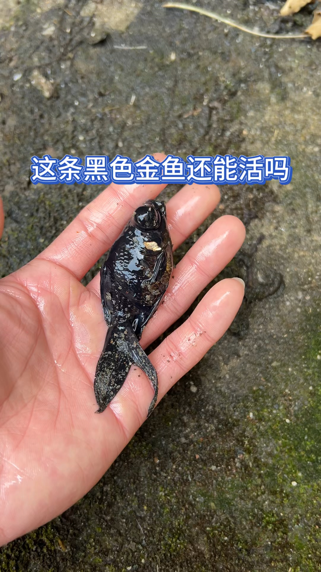 这条黑色金鱼还能活吗
