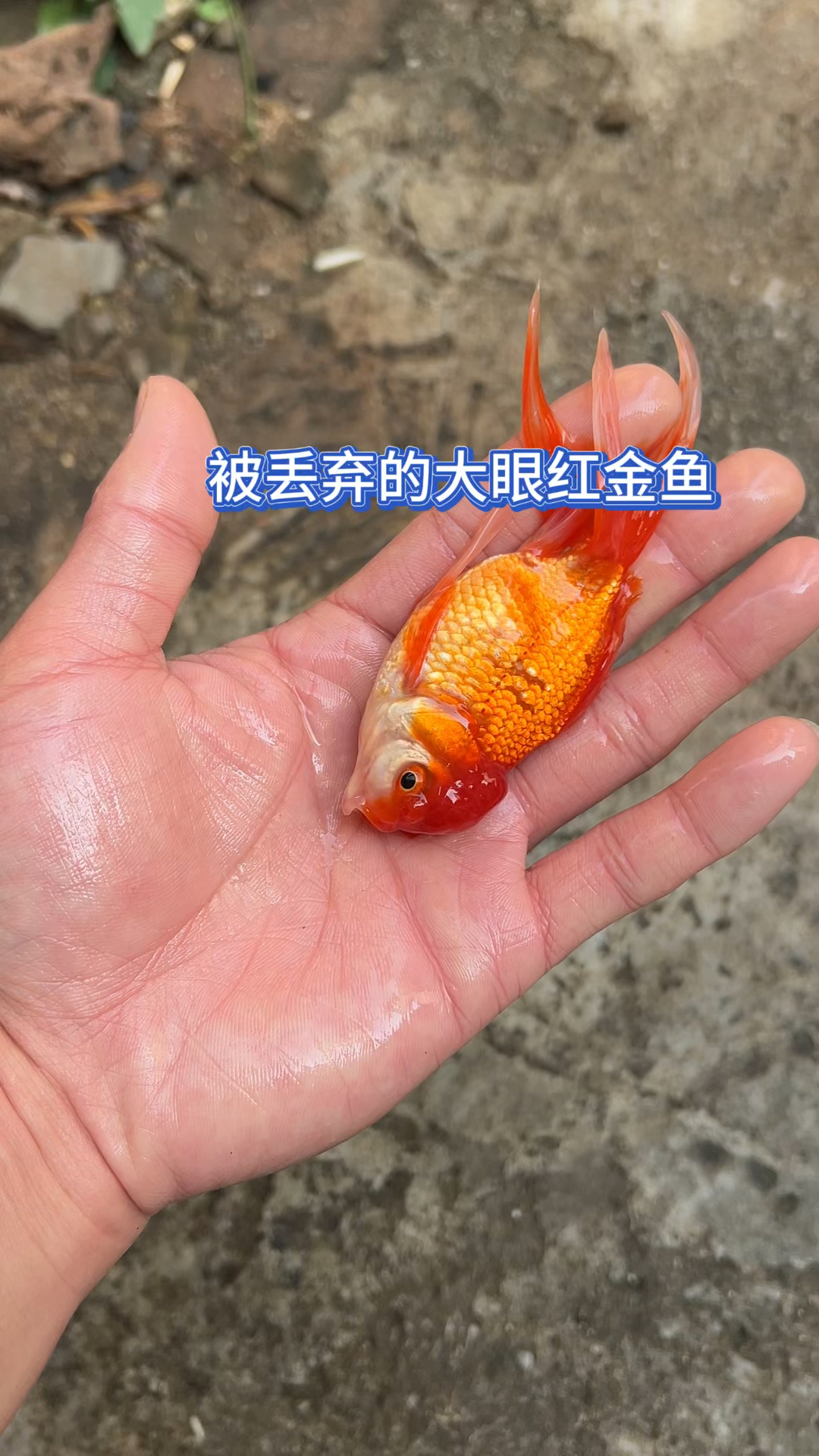 被抛弃的大眼红金鱼