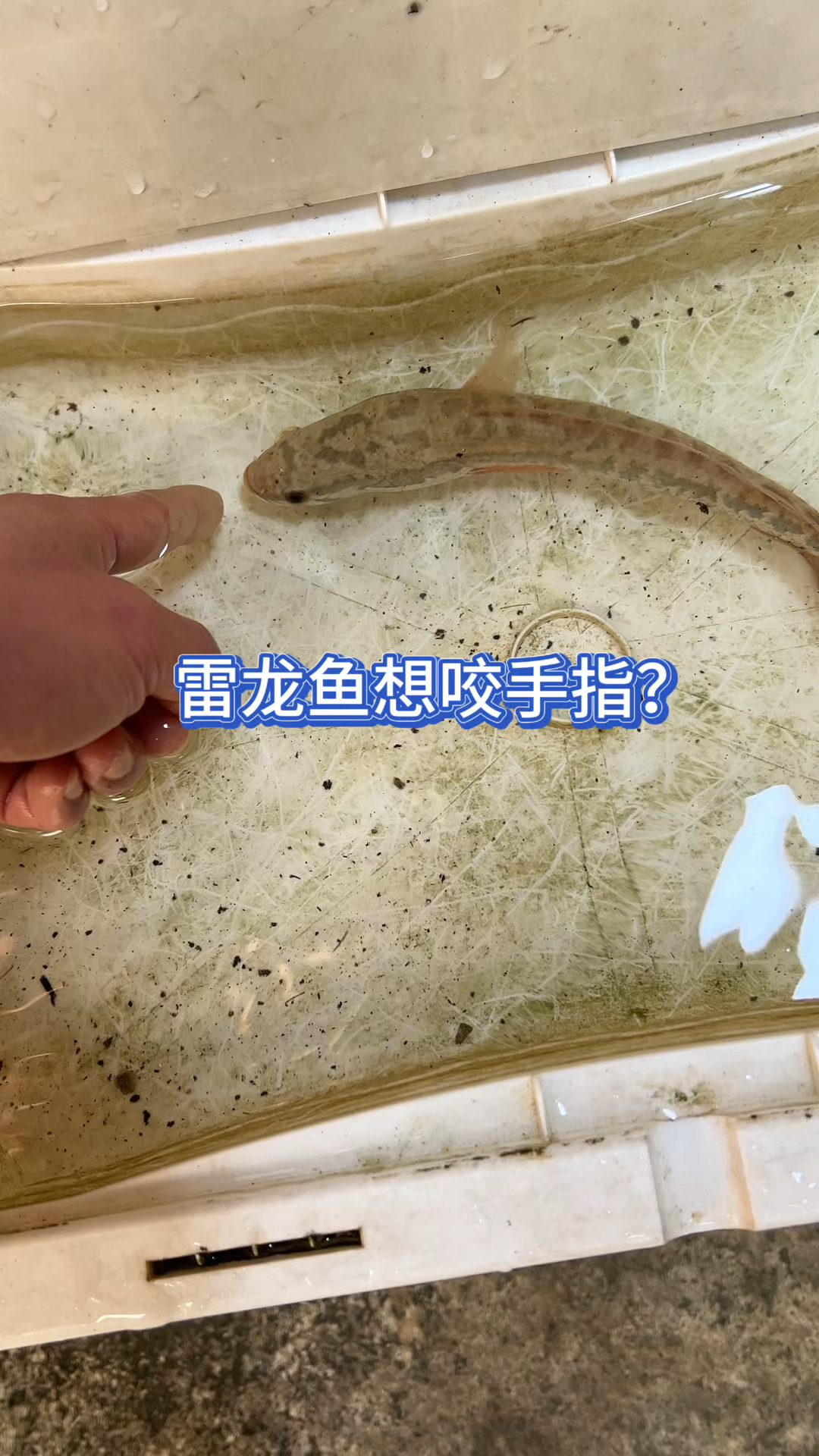雷龙鱼想咬我的手指?