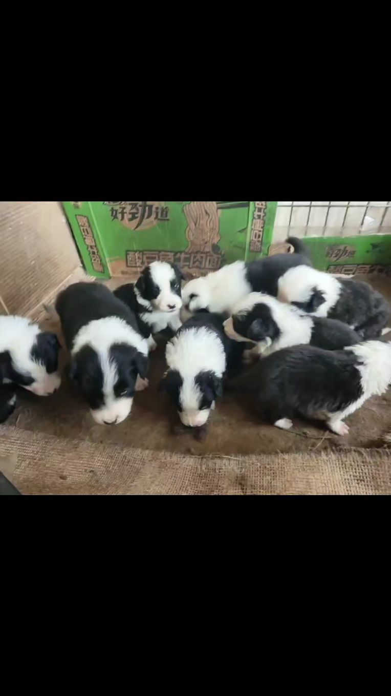 牧羊犬小狗崽找家